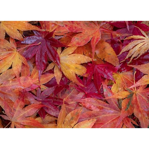 Gulin, Sylvia 아티스트의 USA-Washington State-Pacific Northwest-Sammamish and red Japanese Maple leaves fallen on ground작품입니다.